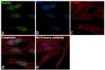 RAD18 Antibody in Immunocytochemistry (ICC/IF)