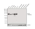 RAD18 Antibody in Western Blot (WB)