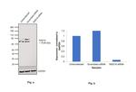 RAD18 Antibody