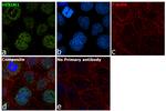 HEXIM1 Antibody in Immunocytochemistry (ICC/IF)