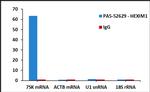 HEXIM1 Antibody in RNA Immunoprecipitation (RIP)