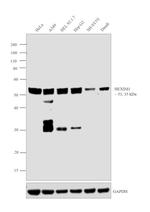 HEXIM1 Antibody in Western Blot (WB)