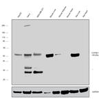 CYP2E1 Antibody in Western Blot (WB)