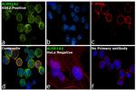 ALDH1A2 Antibody