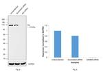 Alix Antibody in Western Blot (WB)