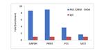 CHD4 Antibody in ChIP Assay (ChIP)