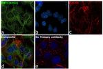 MST1 (STK4) Antibody in Immunocytochemistry (ICC/IF)