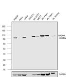 HADHA Antibody in Western Blot (WB)