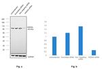 HADHA Antibody