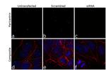 Pericentrin Antibody in Immunocytochemistry (ICC/IF)