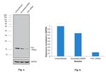 FIS1 Antibody in Western Blot (WB)