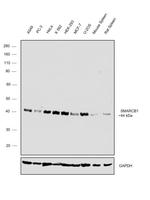 SMARCB1 Antibody in Western Blot (WB)