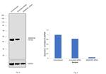 SMARCB1 Antibody in Western Blot (WB)