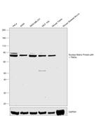 Nuclear Matrix Protein p84 Antibody in Western Blot (WB)