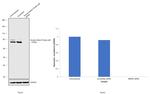 Nuclear Matrix Protein p84 Antibody in Western Blot (WB)