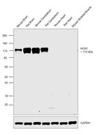 HCN1 Antibody in Western Blot (WB)