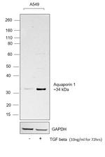 Aquaporin 1 Antibody