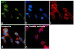 UPF1 Antibody in Immunocytochemistry (ICC/IF)