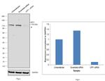 UPF1 Antibody in Western Blot (WB)