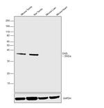 DAZL Antibody in Western Blot (WB)