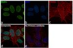 PSIP1 Antibody in Immunocytochemistry (ICC/IF)