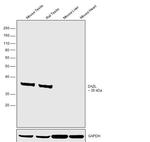 DAZL Antibody in Western Blot (WB)