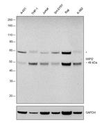 WIPI2 Antibody in Western Blot (WB)