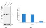 PPA1 Antibody in Western Blot (WB)