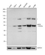 WIPI2 Antibody in Western Blot (WB)