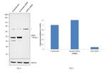 WIPI2 Antibody in Western Blot (WB)