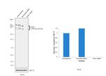 PCM1 Antibody in Western Blot (WB)