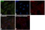 DDX6 Antibody in Immunocytochemistry (ICC/IF)