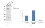 MYO10 Antibody