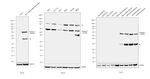 Perilipin 1 Antibody in Western Blot (WB)