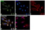 Gephyrin Antibody in Immunocytochemistry (ICC/IF)