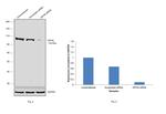 Gephyrin Antibody in Western Blot (WB)