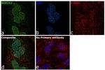 NUP153 Antibody in Immunocytochemistry (ICC/IF)