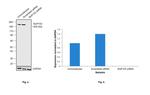 NUP153 Antibody in Western Blot (WB)