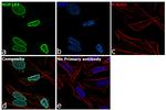 NUP153 Antibody in Immunocytochemistry (ICC/IF)