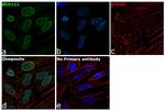 NUP153 Antibody in Immunocytochemistry (ICC/IF)