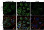 NUP153 Antibody in Immunocytochemistry (ICC/IF)