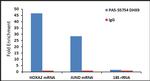 DHX9 Antibody