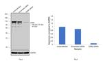 DAB2 Antibody in Western Blot (WB)