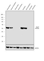 NeuN Antibody