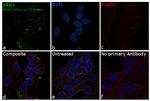 XRN1 Antibody