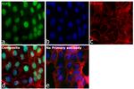 RIF1 Antibody in Immunocytochemistry (ICC/IF)