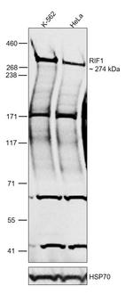 RIF1 Antibody in Western Blot (WB)