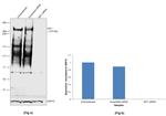 RIF1 Antibody in Western Blot (WB)