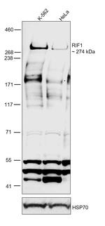 RIF1 Antibody in Western Blot (WB)