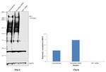 RIF1 Antibody in Western Blot (WB)